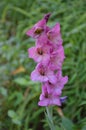 Morning Bloom of Pink Iris Royalty Free Stock Photo