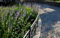 In the morning blue perennials bloom in the pedestrian zone with pointed flowers in a flowerbed on the edge of a low fence path