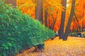 Morning blur in autumn park. Orange red green leaves. Yellow forest tree on background. Fall season nature scene beauty Royalty Free Stock Photo