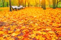 Morning blur in autumn park. Orange red maple leaves. Yellow forest tree on background. Fall season nature scene beauty Royalty Free Stock Photo
