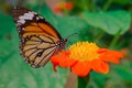 Morning Butterfly & Chrysanthemum Royalty Free Stock Photo