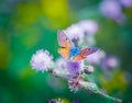 Morning butterfly on green meadow