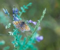 Morning butterfly on green meadow