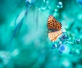 Morning butterfly on green meadow