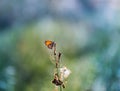 Morning butterfly on green meadow