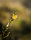 Morning butterfly on green meadow