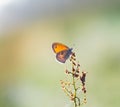 Morning butterfly on green meadow