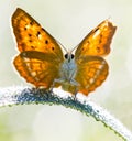 Morning butterfly on green meadow