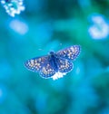 Morning butterfly on green meadow