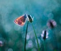 Morning butterfly on green meadow