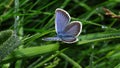 Morning and butterfly and water drops 2