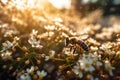 Morning Buzz: Bees in a Flower Field