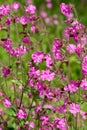 Morning campion, also known as red campion or silene dioica. Flowers were photographed in a wildflower meadow in late spring.