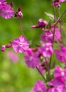 Morning campion, also known as red campion or silene dioica. Flowers were photographed in a wildflower meadow in late spring.