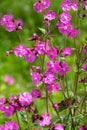 Morning campion, also known as red campion or silene dioica. Flowers were photographed in a wildflower meadow in late spring.