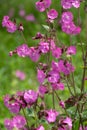 Morning campion, also known as red campion or silene dioica. Flowers were photographed in a wildflower meadow in late spring.