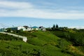 The morning at Cau Dat tea farm at Da lat, Vietnam Royalty Free Stock Photo