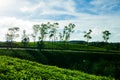 The morning at Cau Dat tea farm at Da lat, Vietnam Royalty Free Stock Photo
