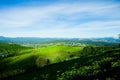 The morning at Cau Dat tea farm at Da lat, Vietnam Royalty Free Stock Photo