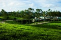 The morning at Cau Dat tea farm at Da lat, Vietnam Royalty Free Stock Photo