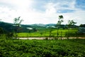 The morning at Cau Dat tea farm at Da lat, Vietnam Royalty Free Stock Photo