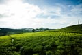 The morning at Cau Dat tea farm at Da lat, Vietnam Royalty Free Stock Photo