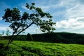 The morning at Cau Dat tea farm at Da lat, Vietnam Royalty Free Stock Photo