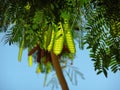 Morning clarity in Djerba Tunisia