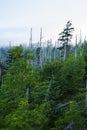 Dead Trees, Morning, Clingmans Dome, Smokies