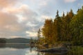 Morning in the coastal forest.