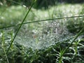 Morning. cobweb. dew.