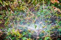 Morning cobweb with dew