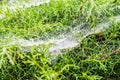 Morning cobweb with dew