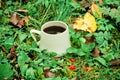 Morning coffee in area with leaves, grass and forest background Royalty Free Stock Photo