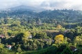 Morning in coffee country Royalty Free Stock Photo