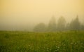 Morning in the countryside. Meadow and trees in the fog Royalty Free Stock Photo