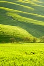 Morning on countryside, San Quirico dÃÂ´Orcia, Tuscany, Italy Royalty Free Stock Photo