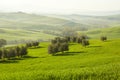 Morning on countryside, San Quirico dÃÂ´Orcia, Tuscany, Italy Royalty Free Stock Photo