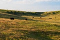 Morning in the Cow Pasture Royalty Free Stock Photo