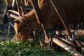 In the morning, cows are eating grass at a cow stable in the countryside. Royalty Free Stock Photo