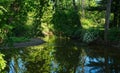 Early morning reflections in a glassy creek Royalty Free Stock Photo