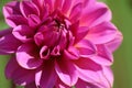 Morning Dahlia blooms 8