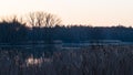 Morning dawn over dark water surface. Common bulrush. Typha Royalty Free Stock Photo