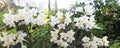Morning dawn with white rodendrons. Rodendron Panorama Royalty Free Stock Photo