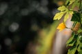 morning day on garden, yellow flower bloom between leaves Royalty Free Stock Photo