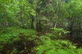 Morning in deciduous stand of Bialowieza Forest Royalty Free Stock Photo