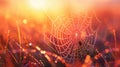 Morning dew adorning a spider's web, with each droplet reflecting the sunrise, highlighting the intricate beauty of