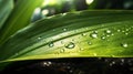 Morning Dew on Banana Leaf