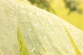 morning dew on banana leaves Royalty Free Stock Photo