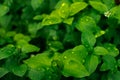 Morning dew on beautiful green leaves